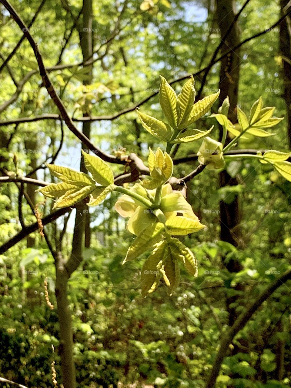 New leaves