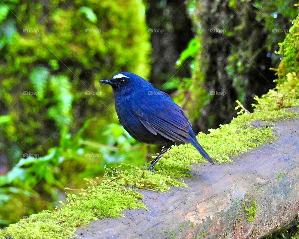White-browed Shortwing found as a welcome bird at Doi inthanon nations park,  Thailand