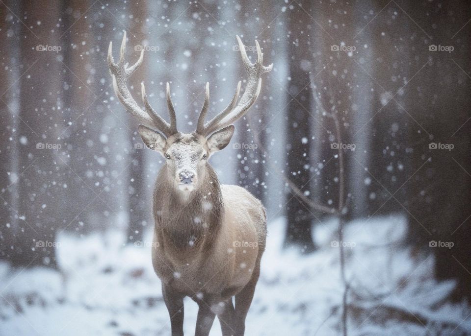 Red stag close-up with snow falling
