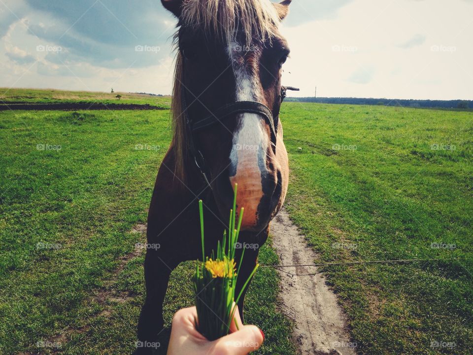 Feeding a horse