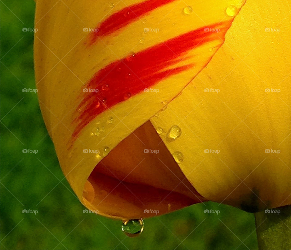 Waterdrop on flower