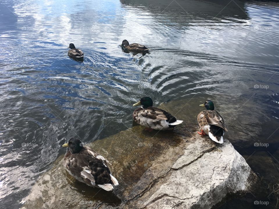 Duck, Water, Bird, Nature, Wildlife