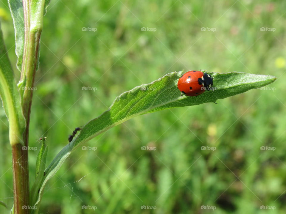 ladybug in a hurry for lunch