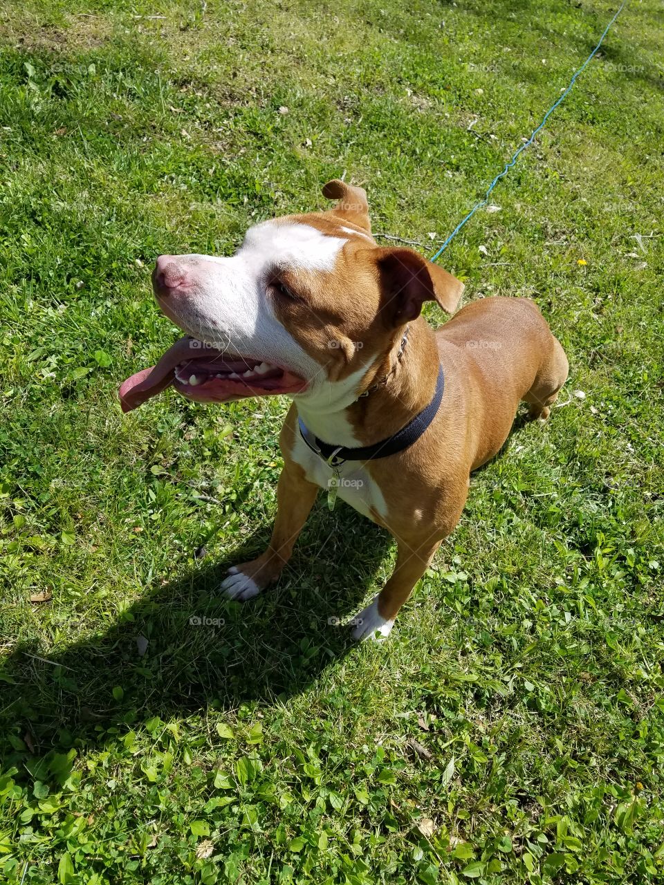 playful pitbull