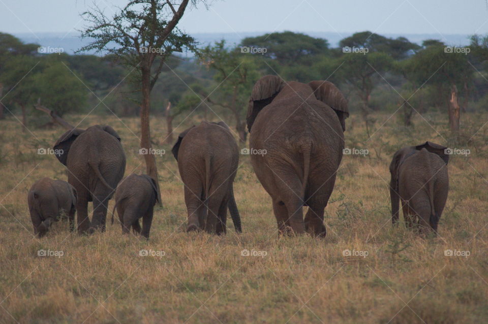 A family of elephants going home on African savvana