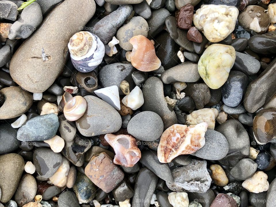 Seashells 