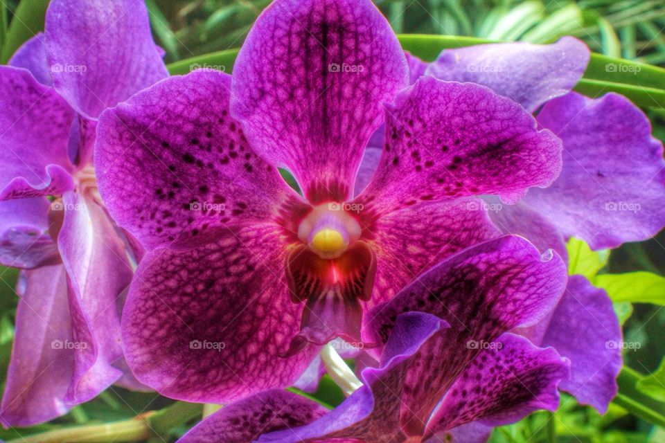 Purple or orchid