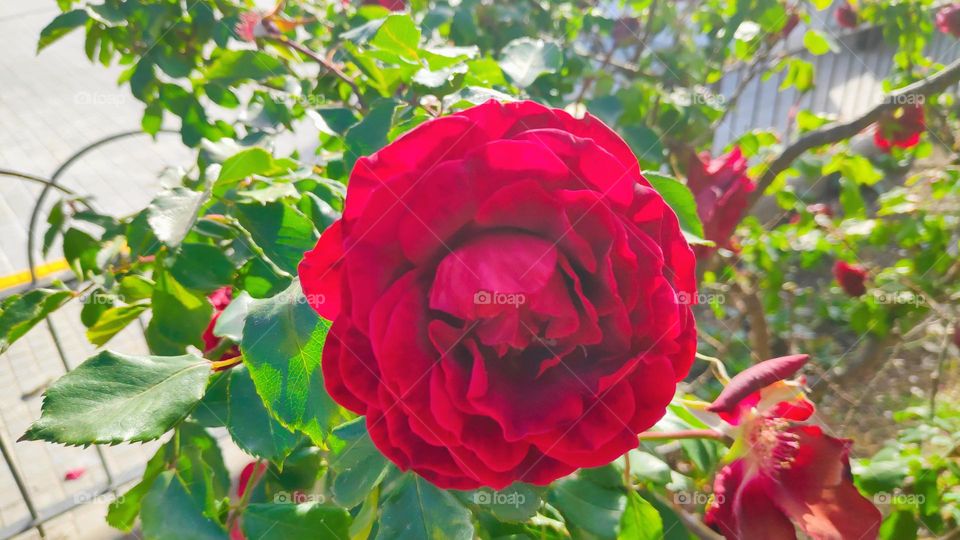 Red floribunda