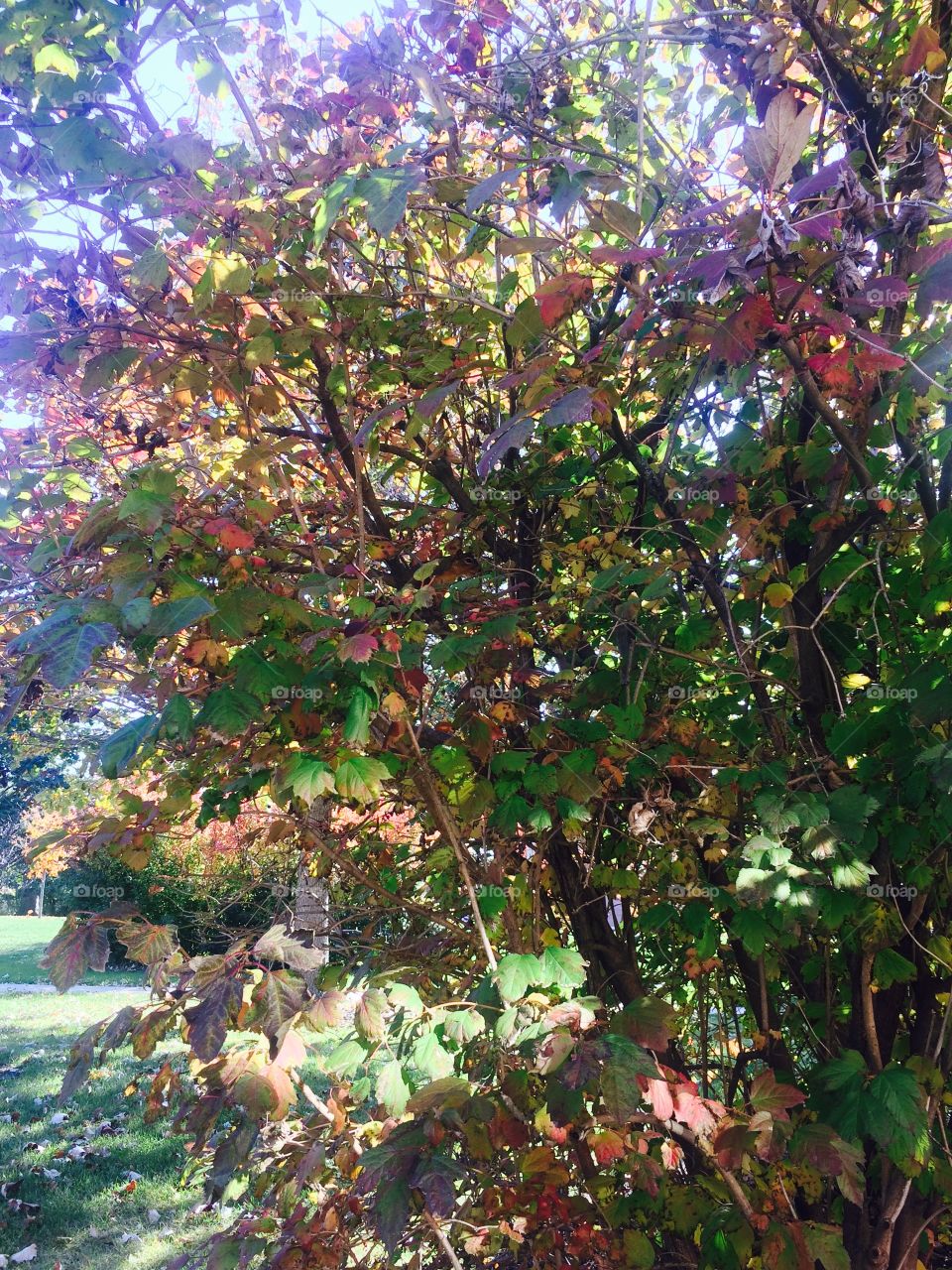 Can you spot the squirrel?