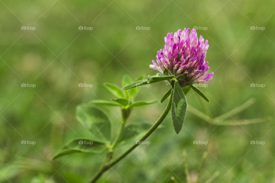 Macro photo nature field blooming red clover flower. Clover bloom with green background