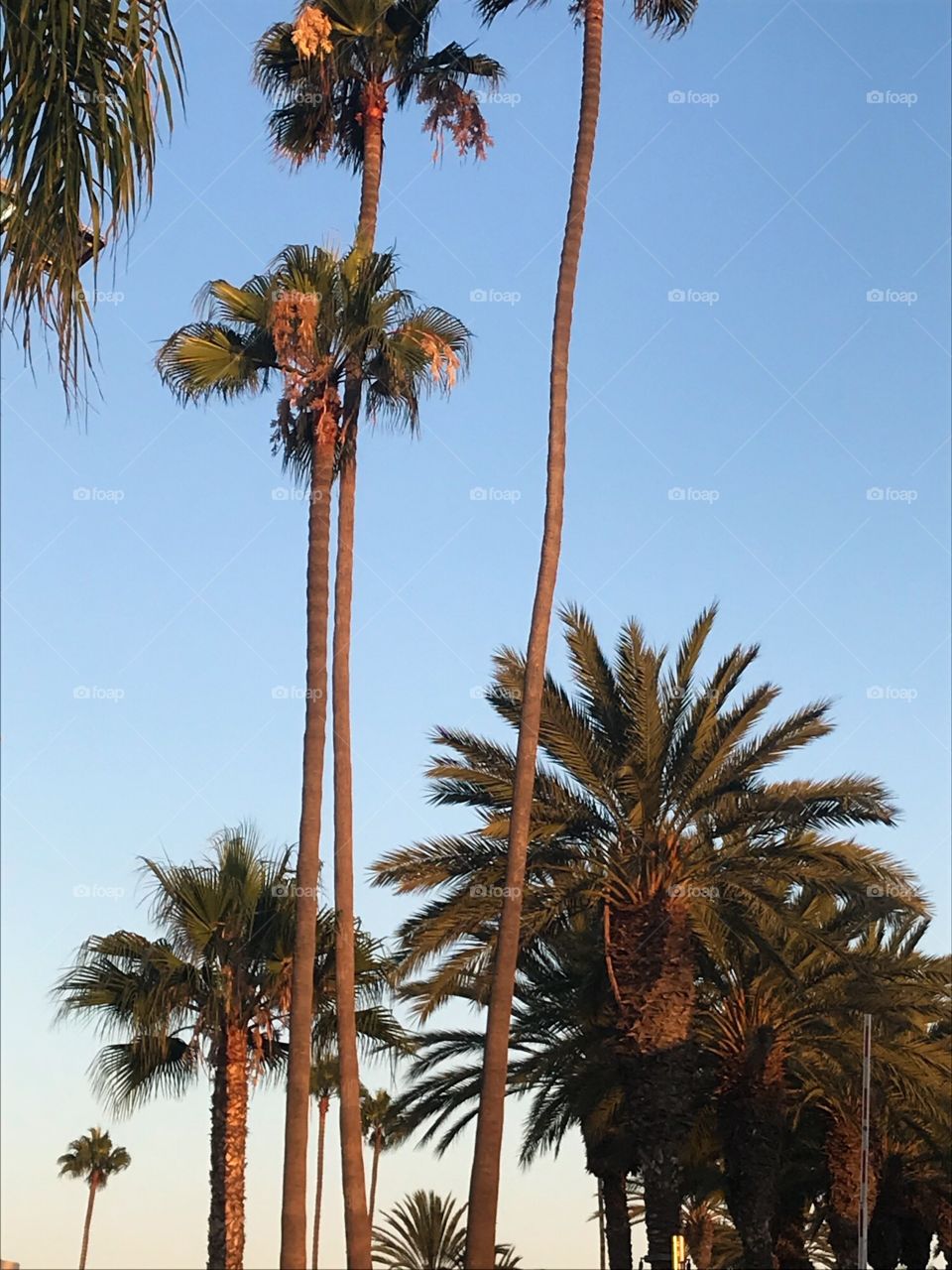 Sunny California Skies over Palm Trees