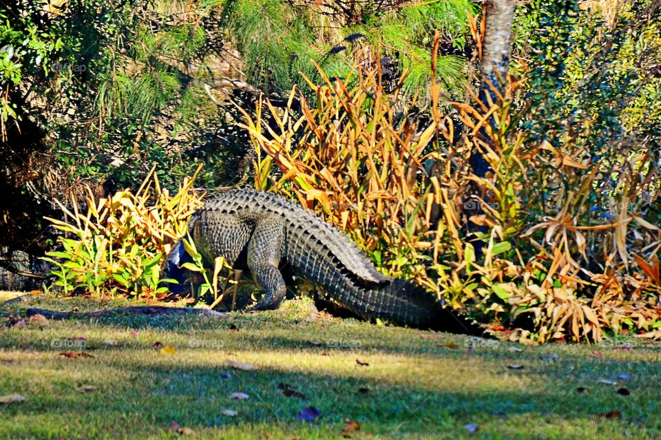 Crocodile crawling on grass