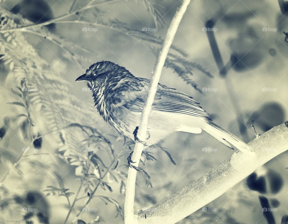 Babbler  - vintage shot