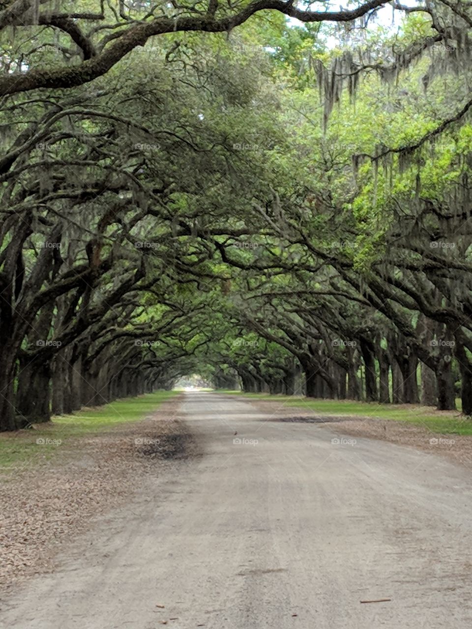 an old plantation road