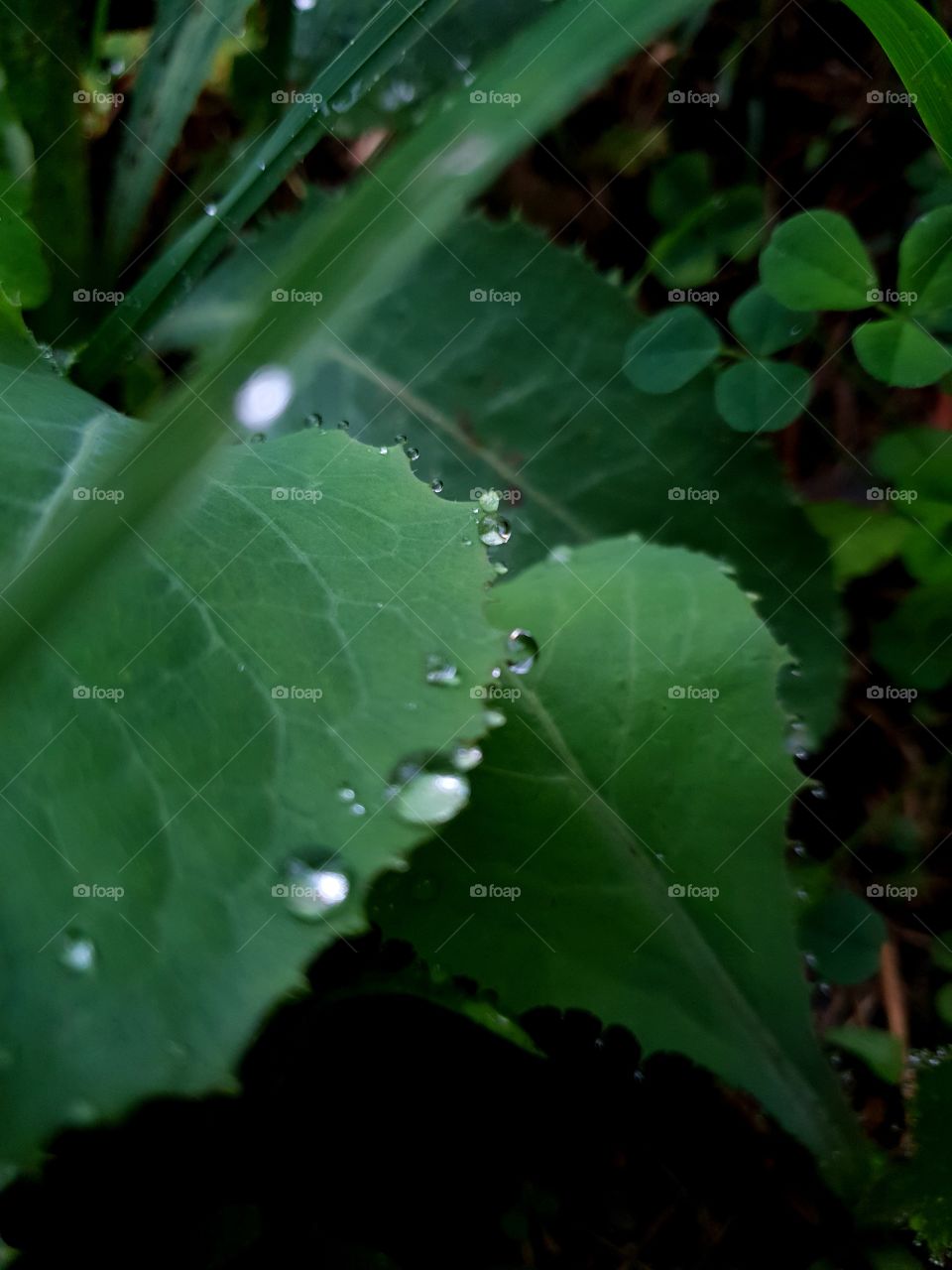 water leaf