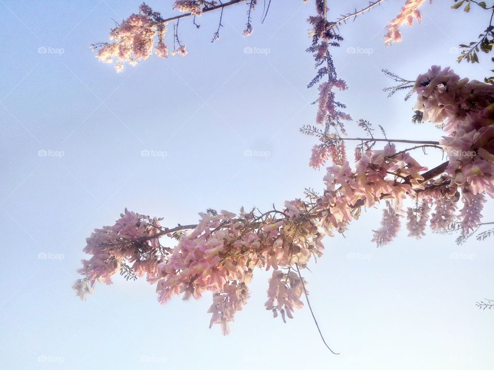 the most beautiful white flowers and sky