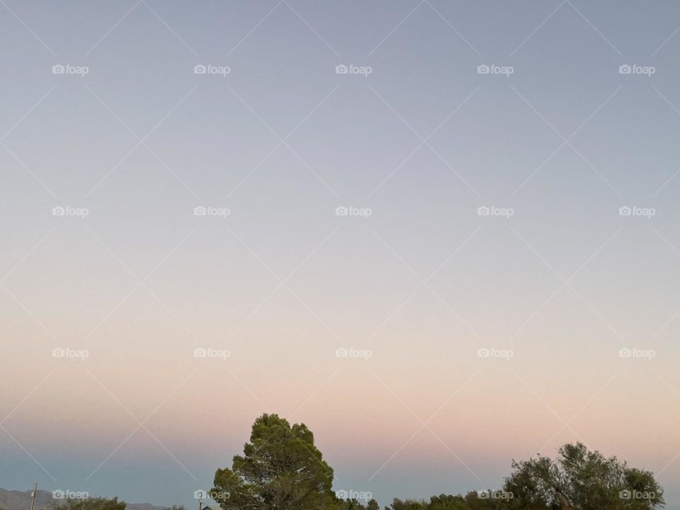 Pine trees with a purple and dark blue sky behind the pine trees.