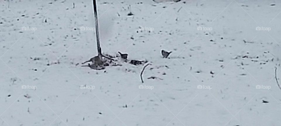 looks like the birdies are happy in all that cold stuff,  glad I filled up their feeders!