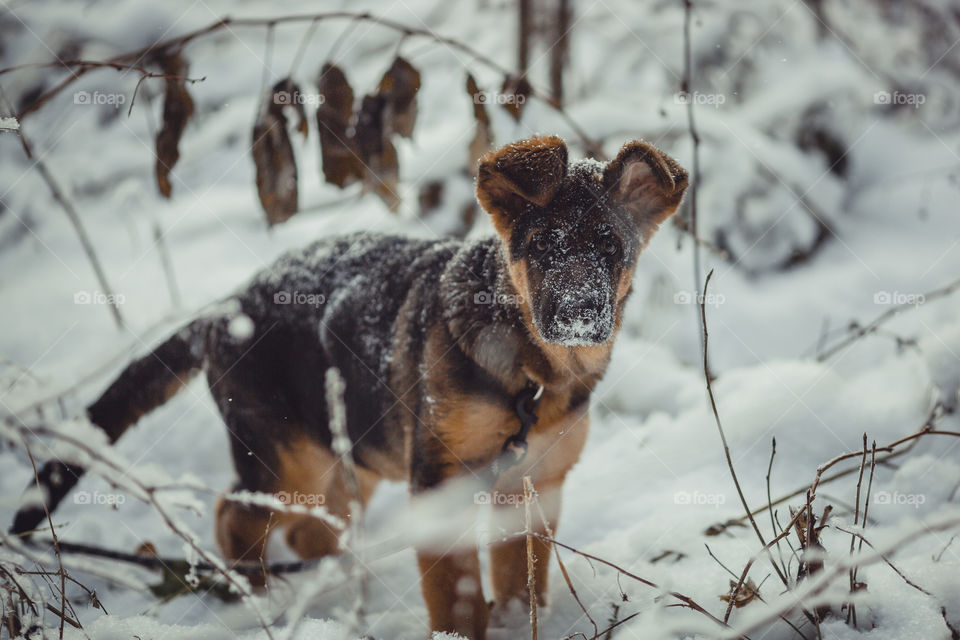 Red cute german shepard 3-th months puppy portrait at snow at the winter