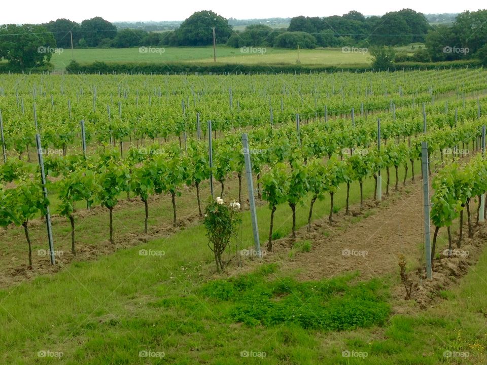 Grape vines in field rows