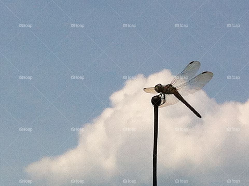 Hitch hiker . A dragonfly resting on my car antenna. 