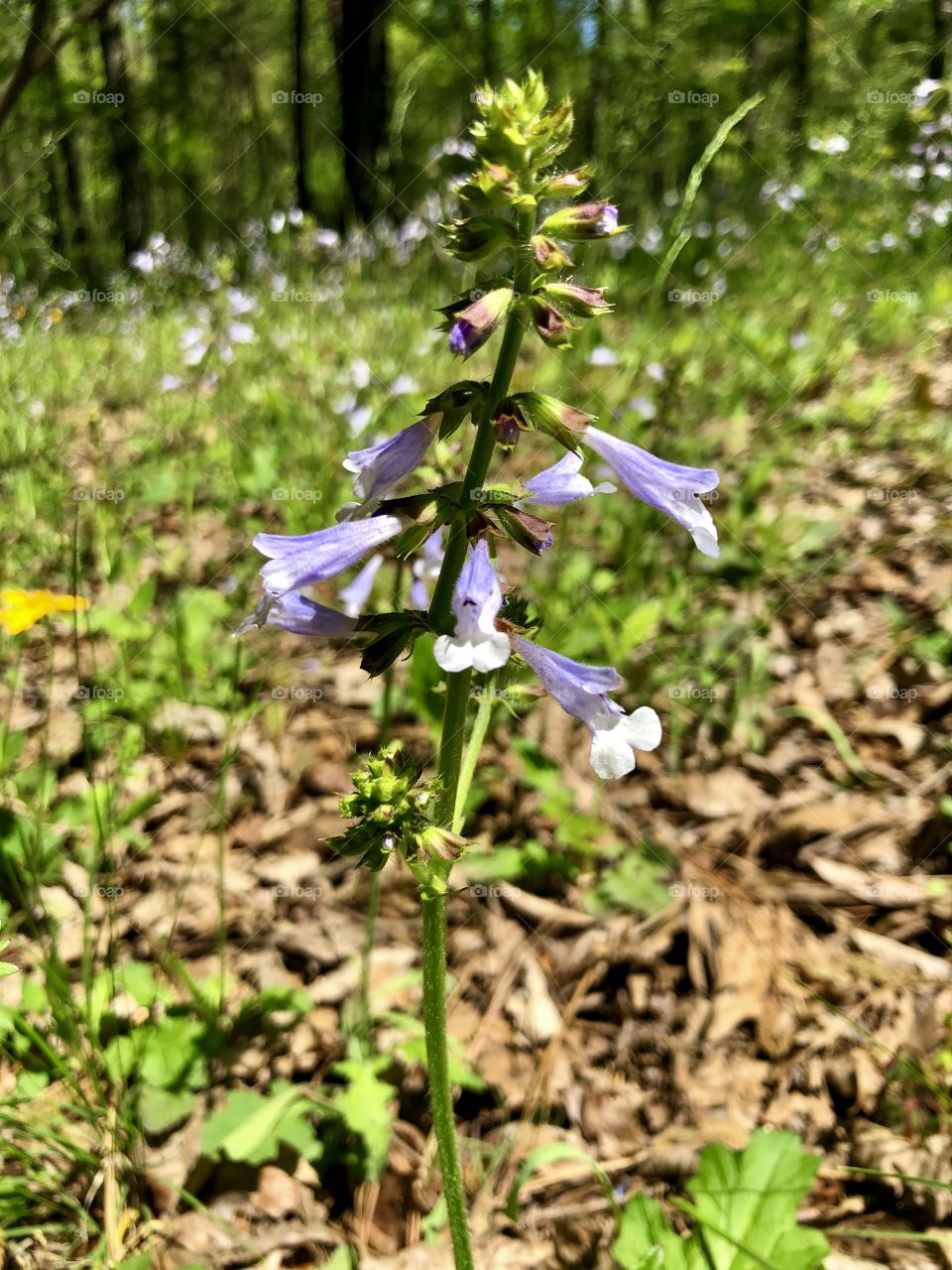 Sunny meadow of wildflowers 