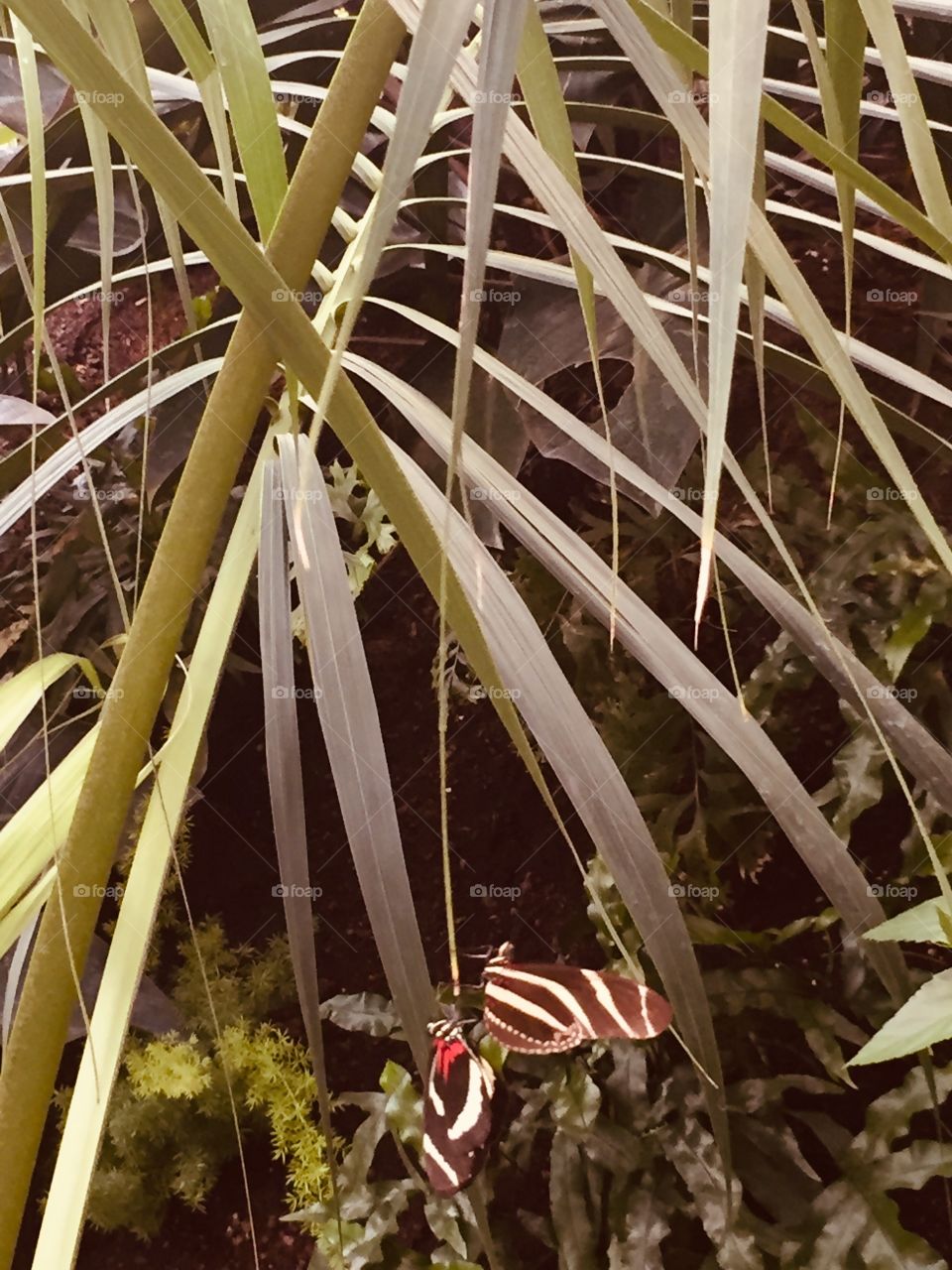 Sepia Undertone, Brown Background, Less Contrast, Butterfly Buddies. 