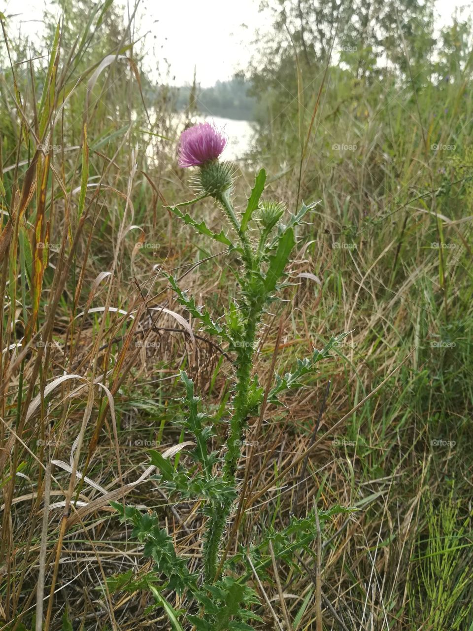 Lone thistle