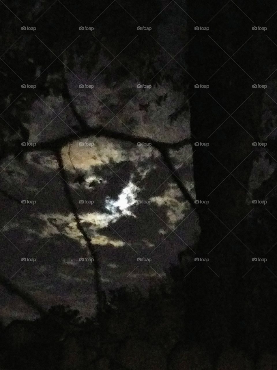 branches and moonlight