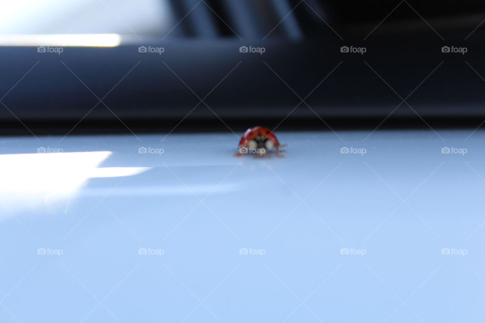 ladybird