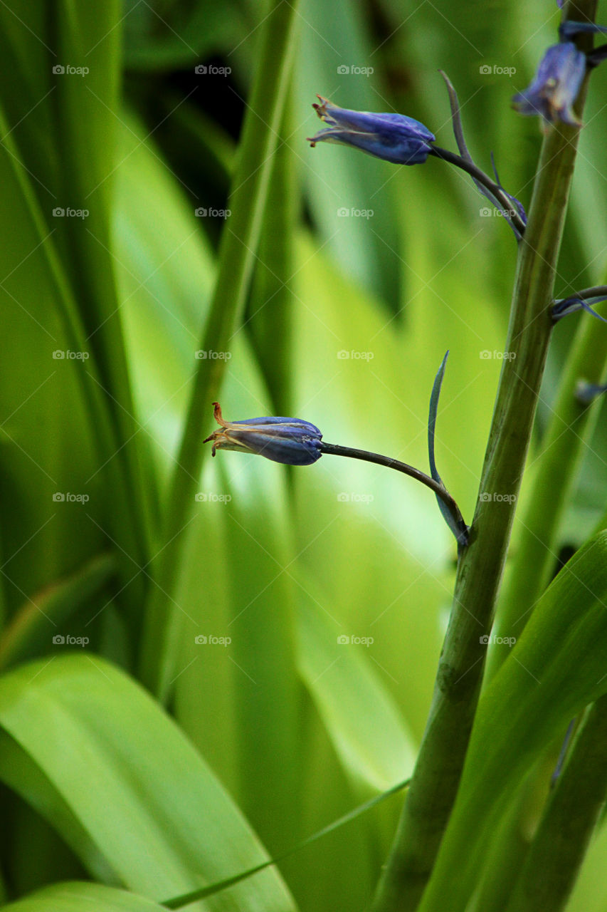 Closed blue Bell flower