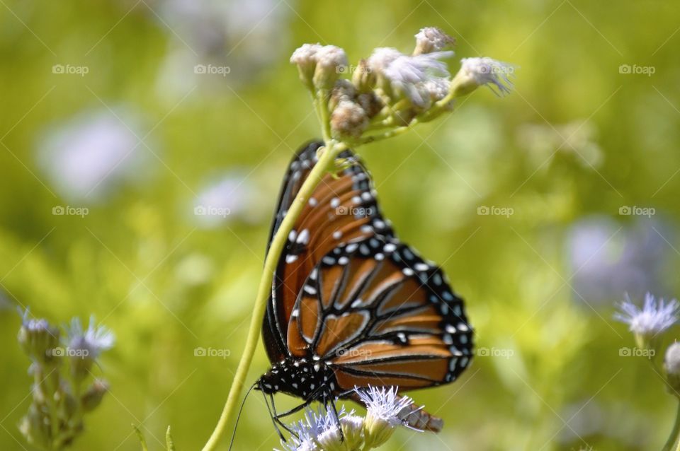 Monarch butterfly 