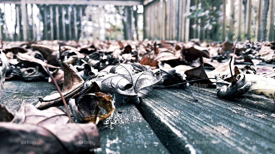 It's All Leafy From here. enjoying fall...on your porch