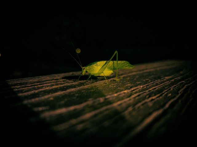 Bugs Life