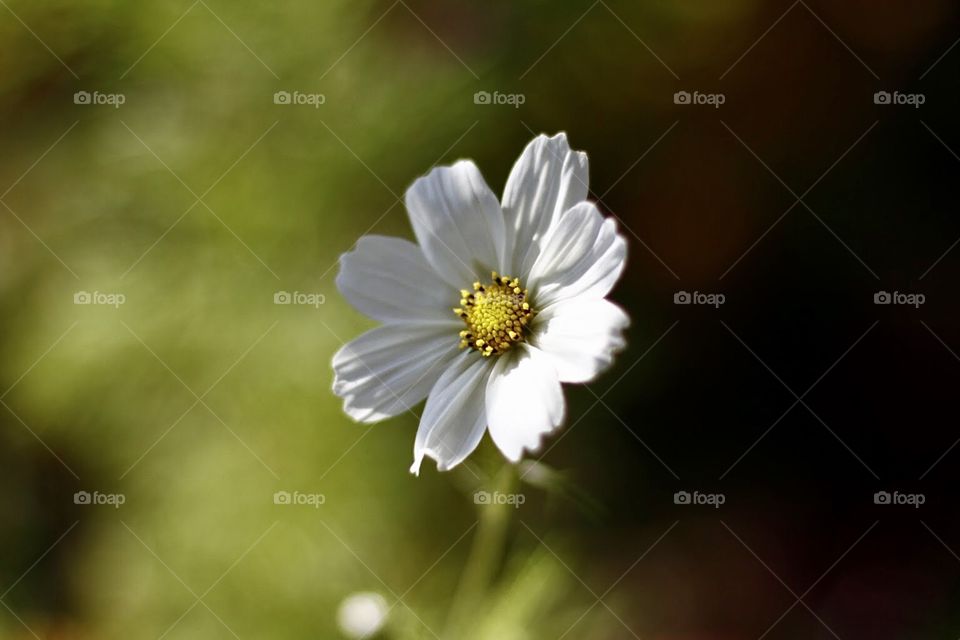 Garden flowers