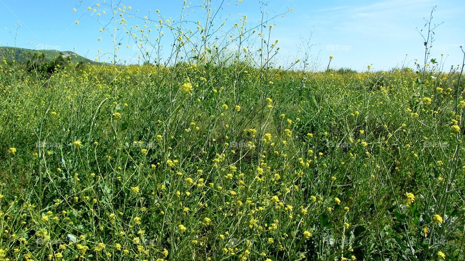 Wild field flowers