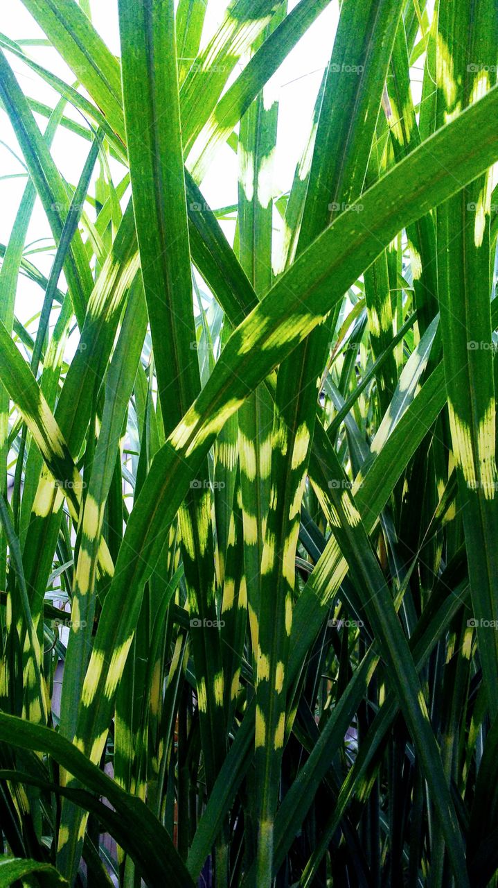 green beauty. summer grass