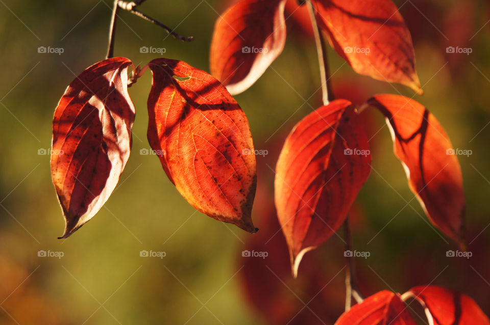 Close-up of autumn leaf