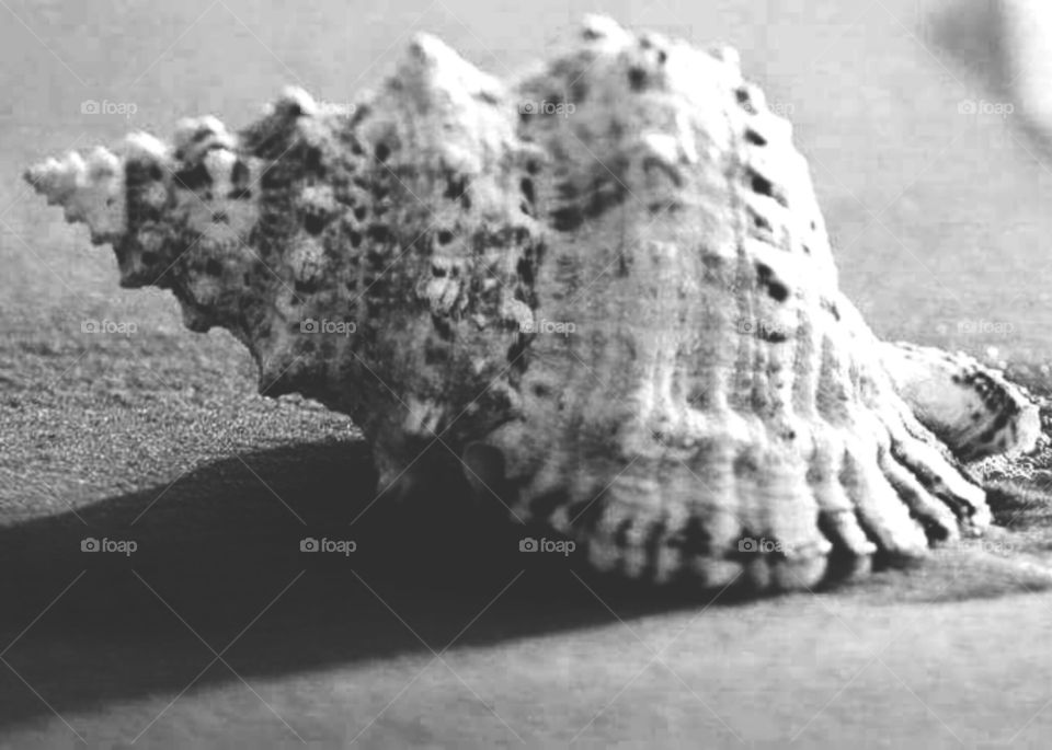 mussels
eg. The rias produce most of the region's annual 300, 000 tons of mussels - Europe's largest production.
oysters
eg. One easy precaution is to make sure you know where your oysters come from