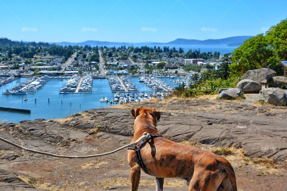 Dog hiking