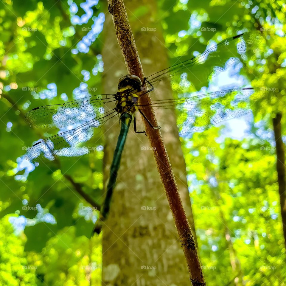 Dragonfly perched on a branch by a stream.