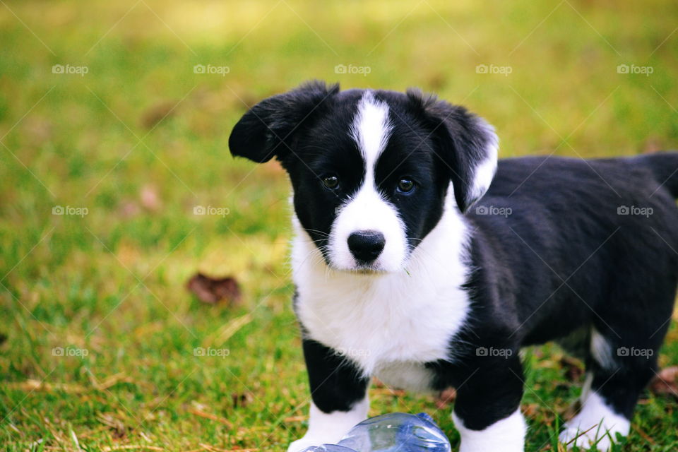 Dog, Animal, Grass, Cute, Mammal