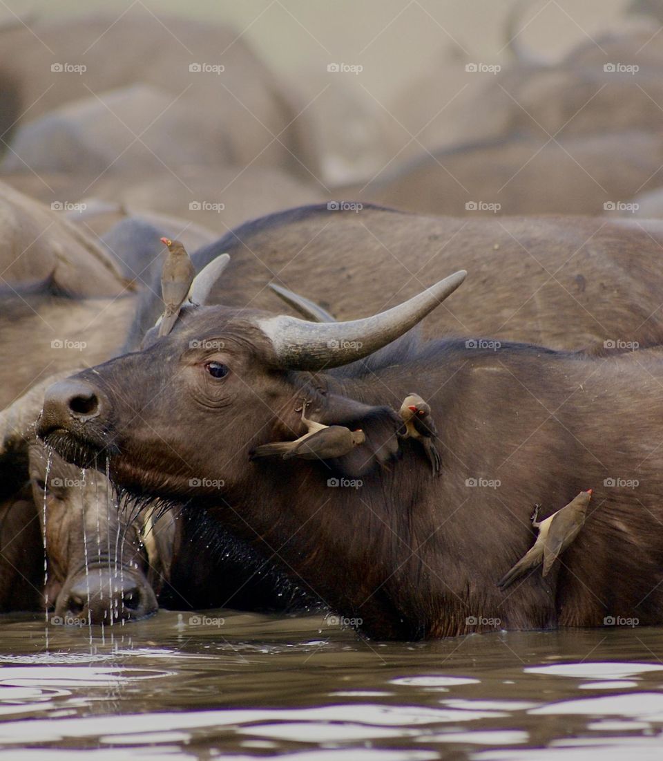 Baby buffalo drinking water at the watering hole 