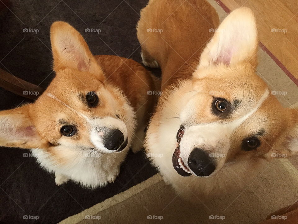 Two cute dogs looking up