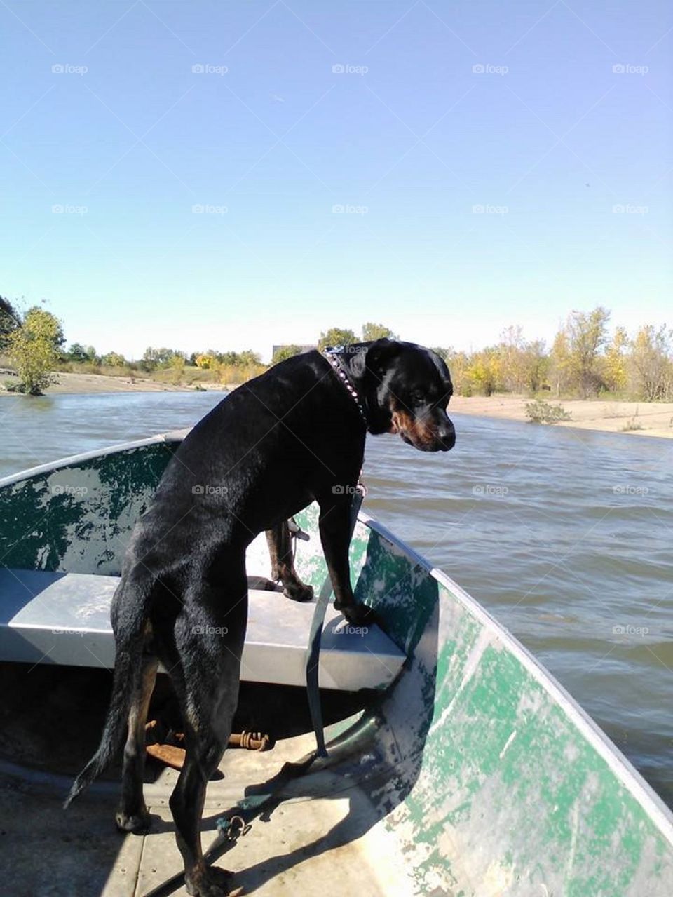 Dog boat ride