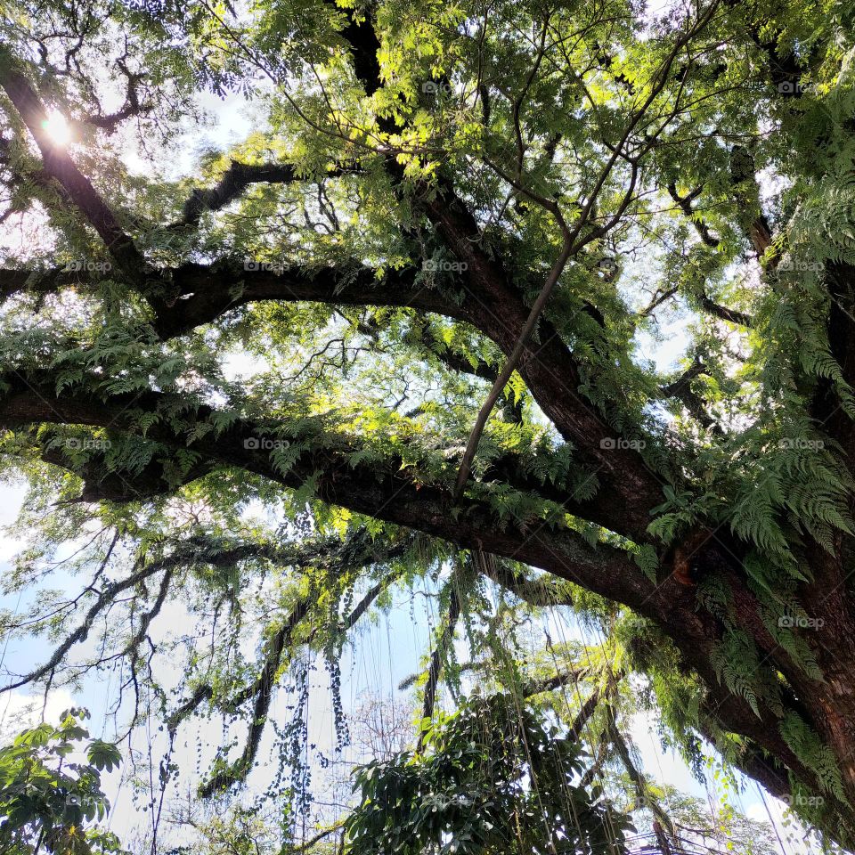 big tree with big trunk, top view
