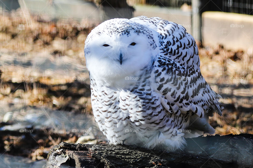 Snowy Owl Looking at you