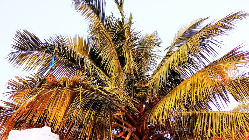 coconut tree