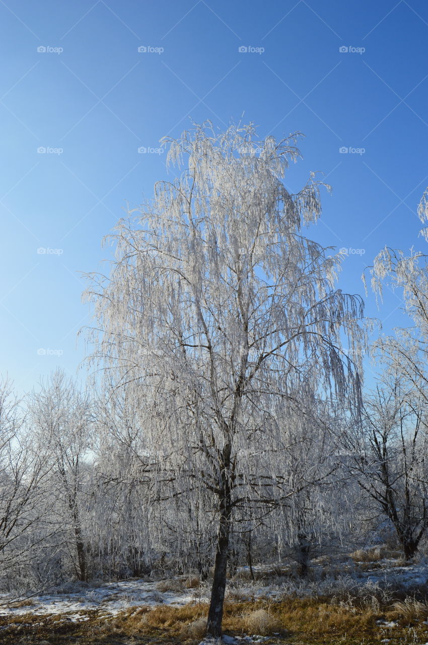 Frozen winter tree