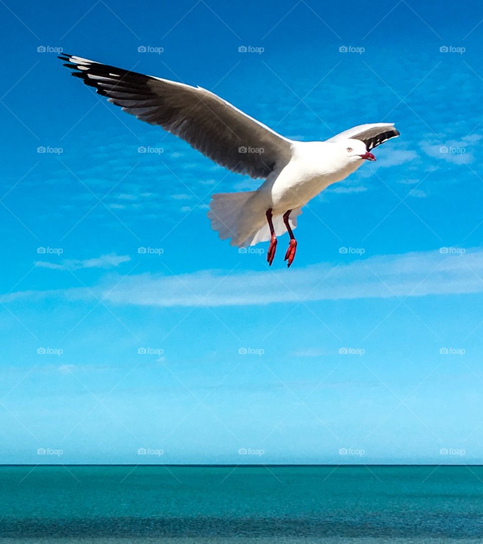 Seagull flying closeup against indigo sky